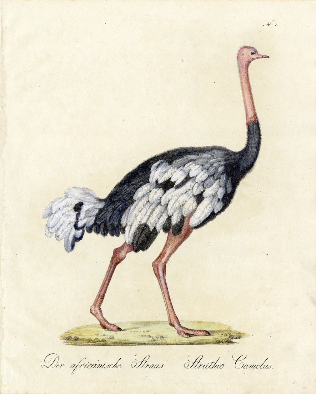 The African Ostrich by Karl Joseph Brodtmann