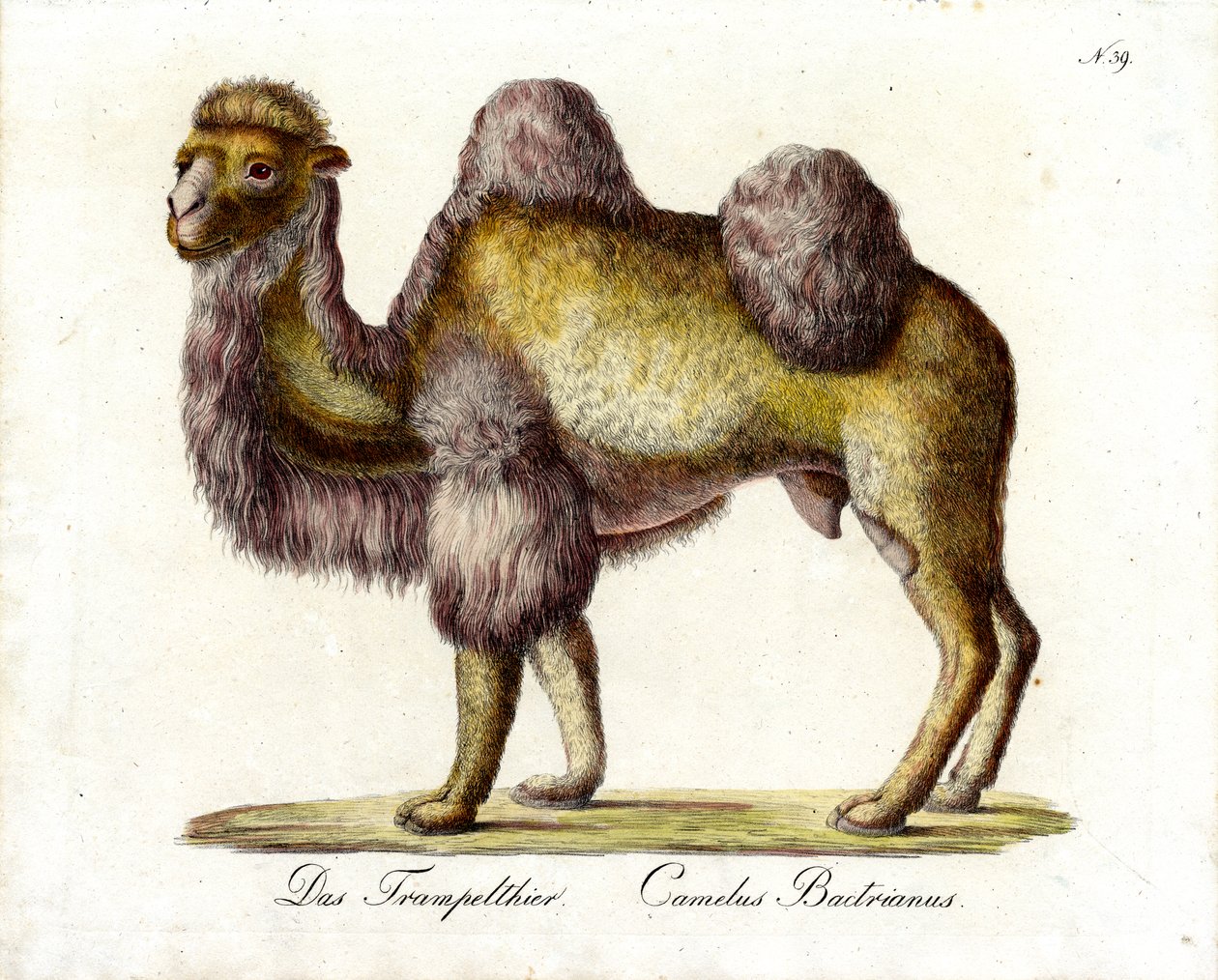 The Bactrian Camel by Karl Joseph Brodtmann