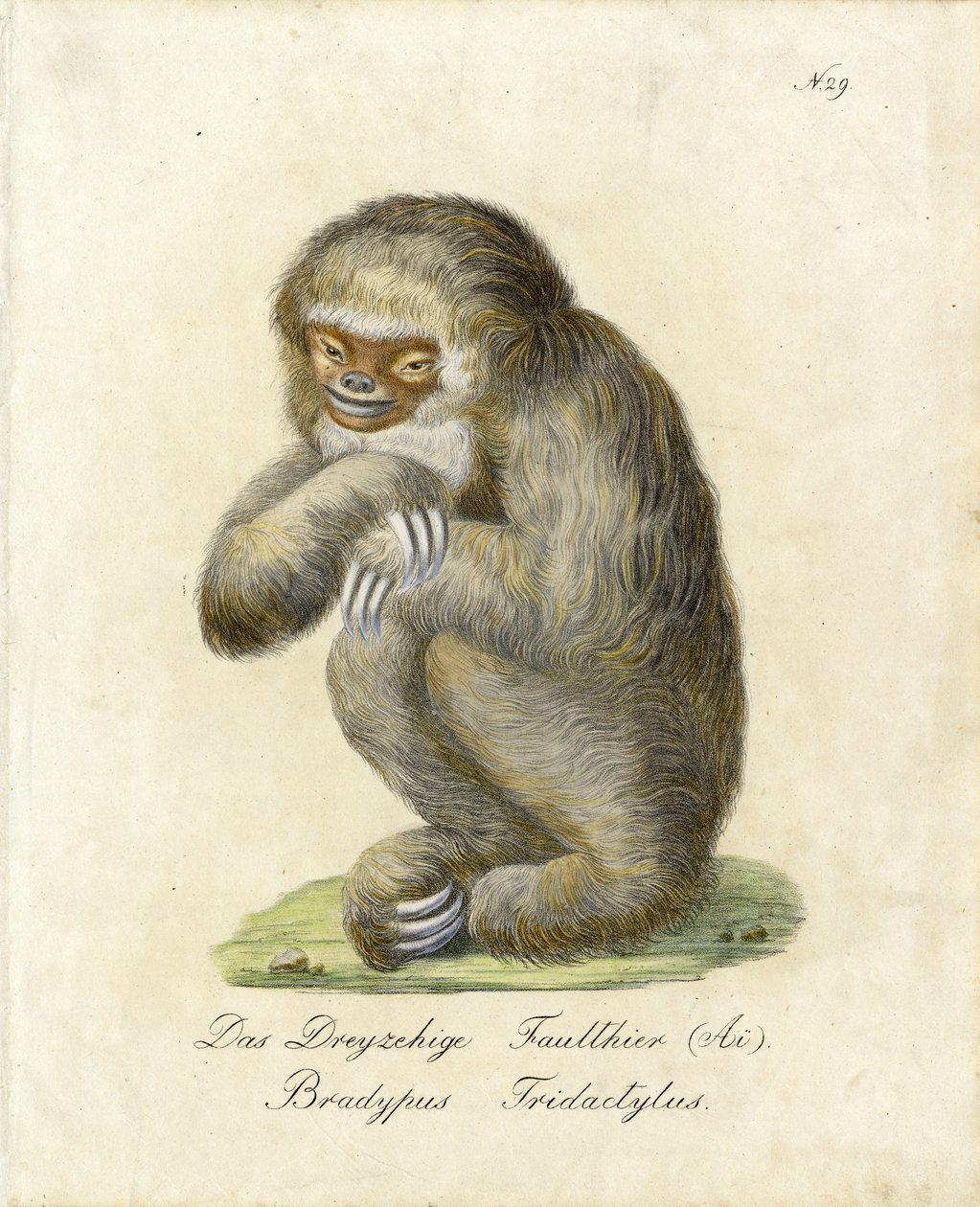 Three-toed Sloth by Karl Joseph Brodtmann