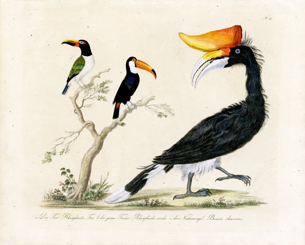 Toucan, Trogon and Hornbill by Karl Joseph Brodtmann