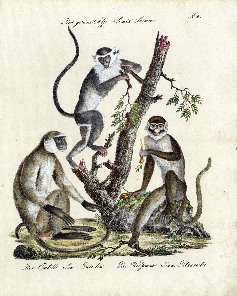 Tropical Monkey Species by Karl Joseph Brodtmann
