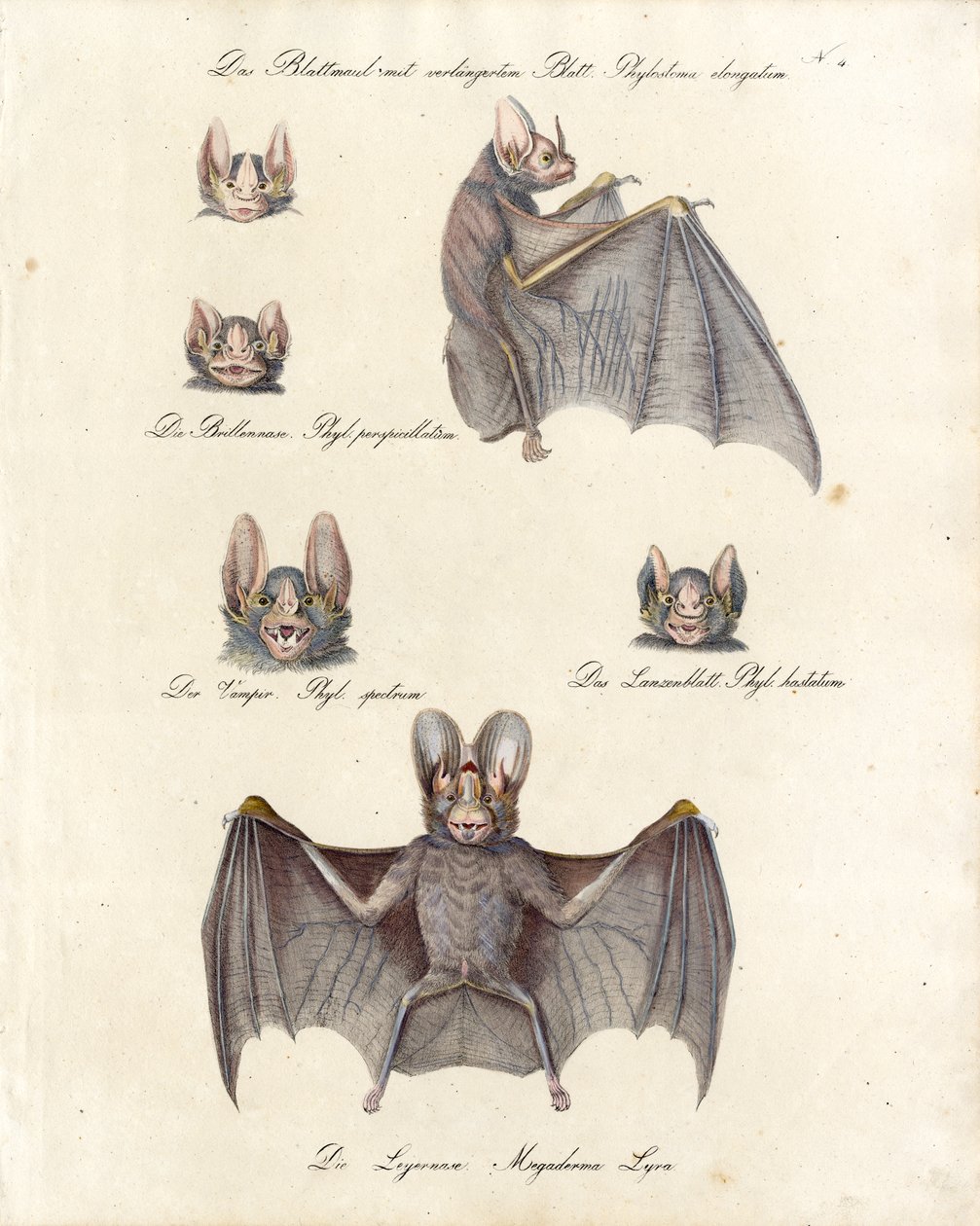 Various Bat Species by Karl Joseph Brodtmann