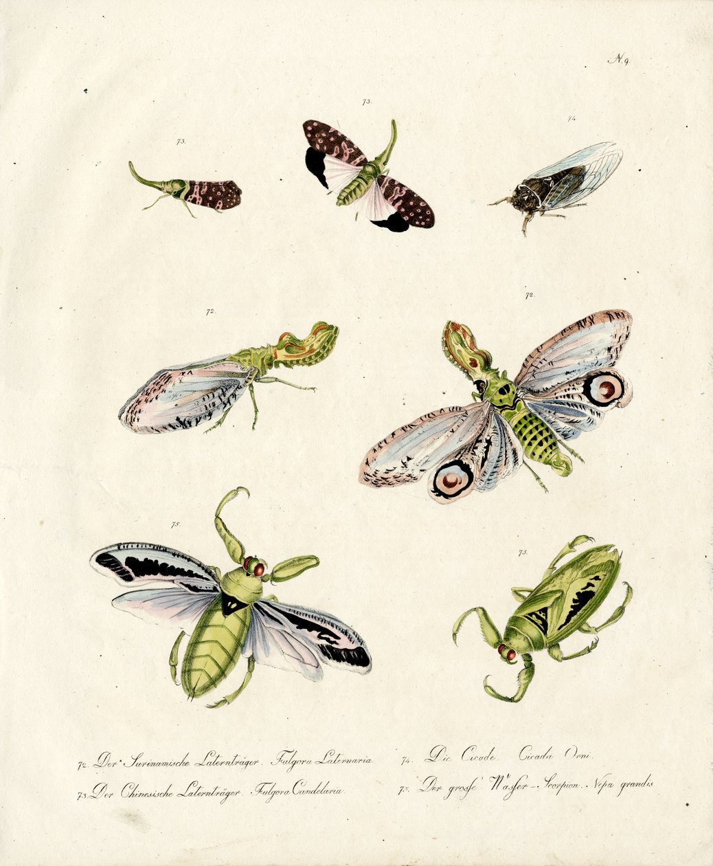 Various Cicadas and Lanternflies by Karl Joseph Brodtmann