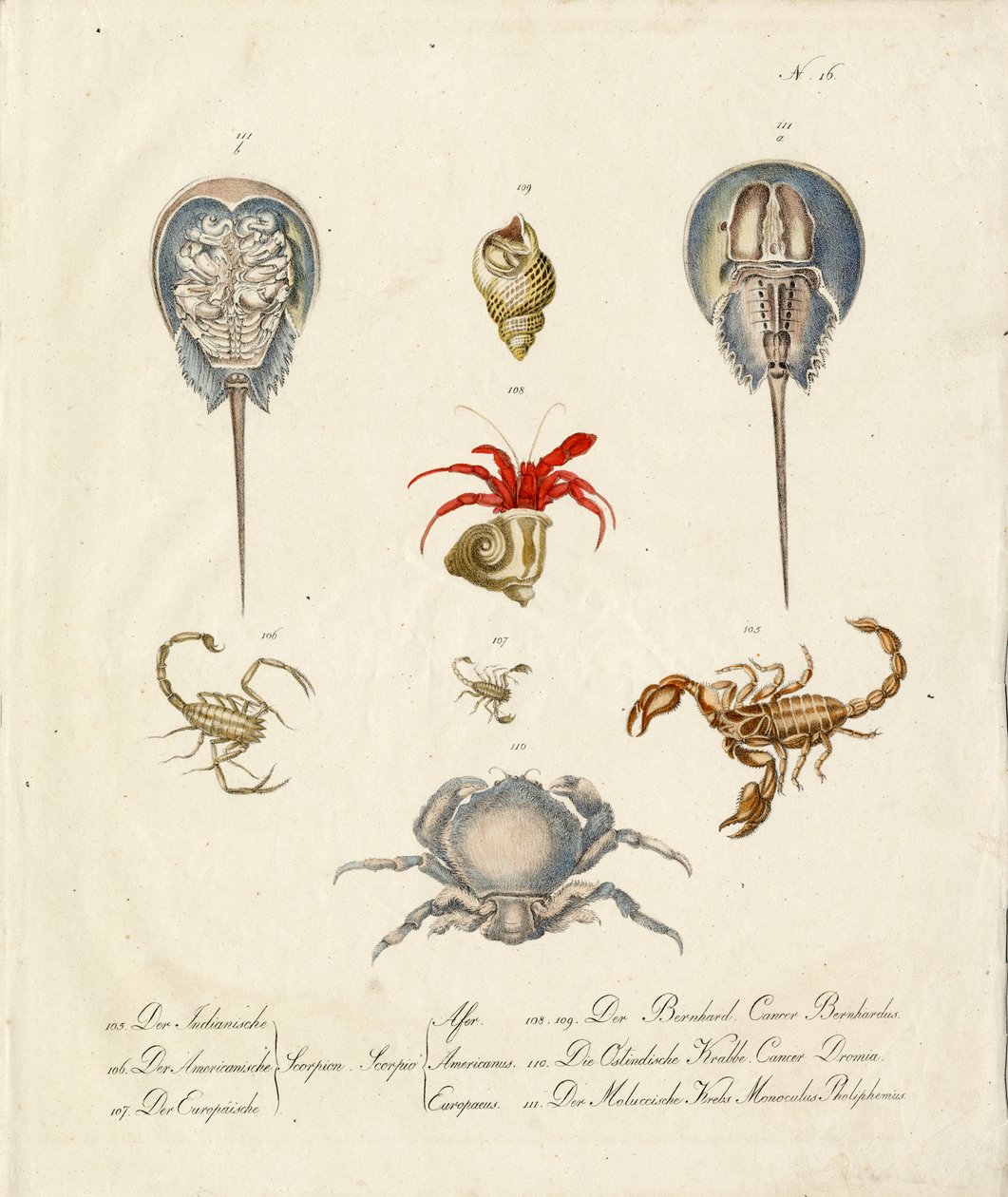 Various Crustaceans and Marine Creatures by Karl Joseph Brodtmann