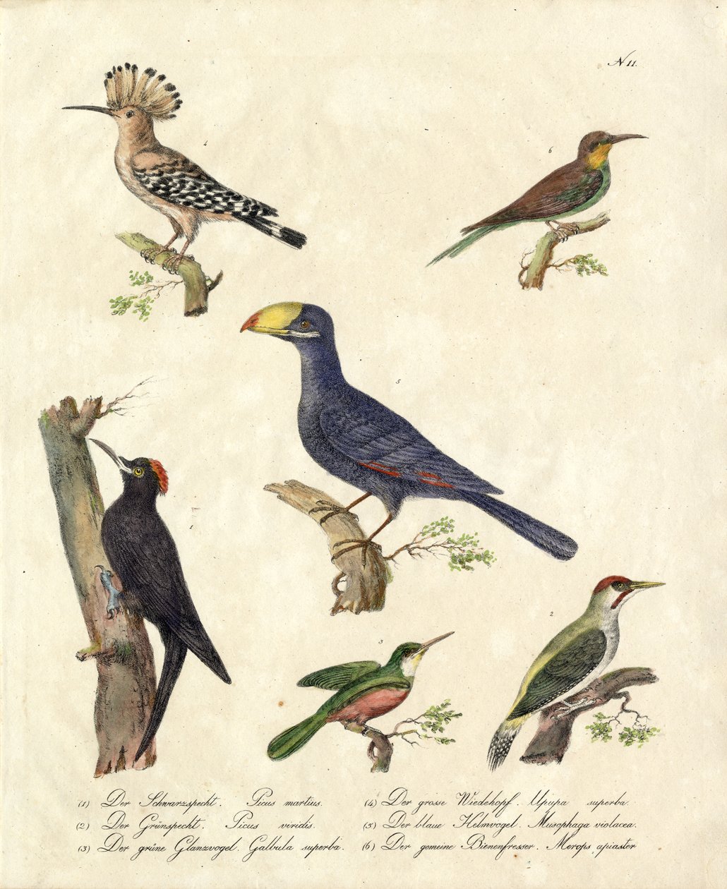 Various Forest Birds by Karl Joseph Brodtmann
