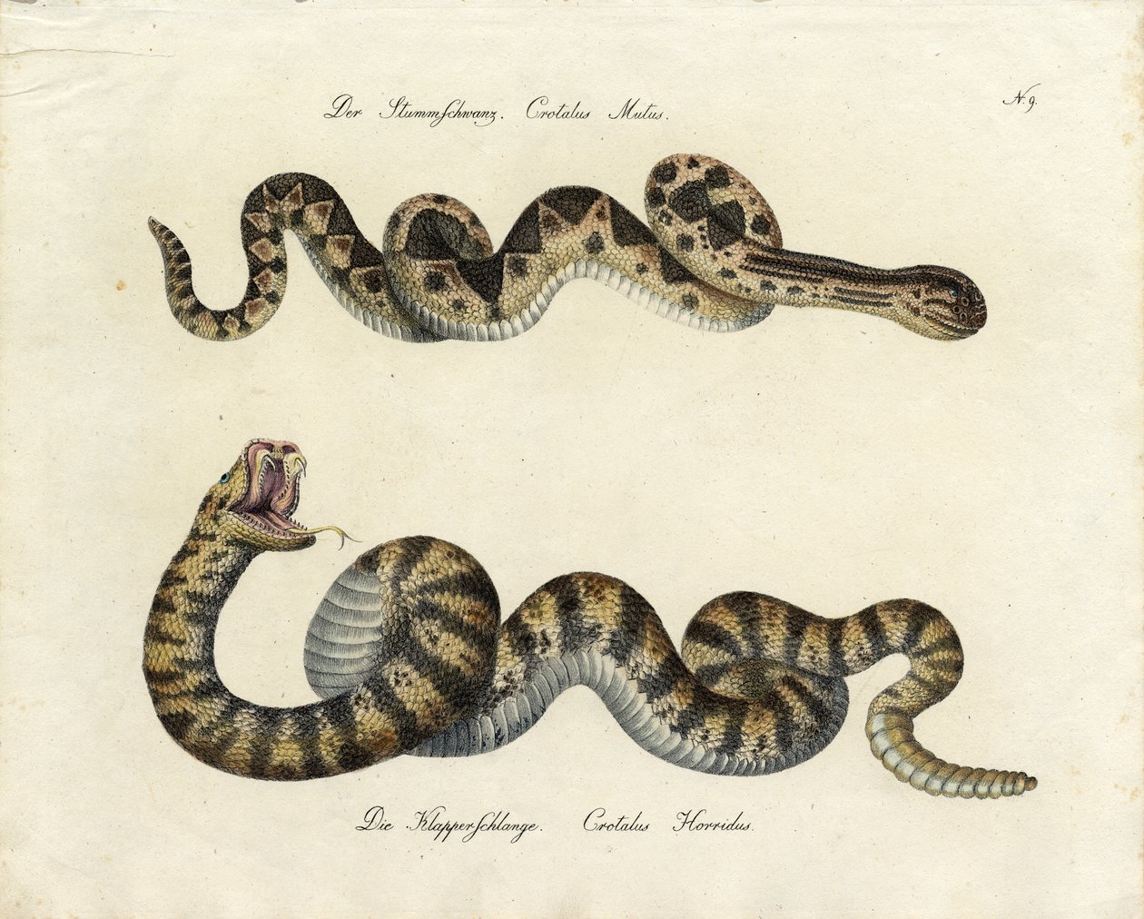 Venomous Snakes by Karl Joseph Brodtmann