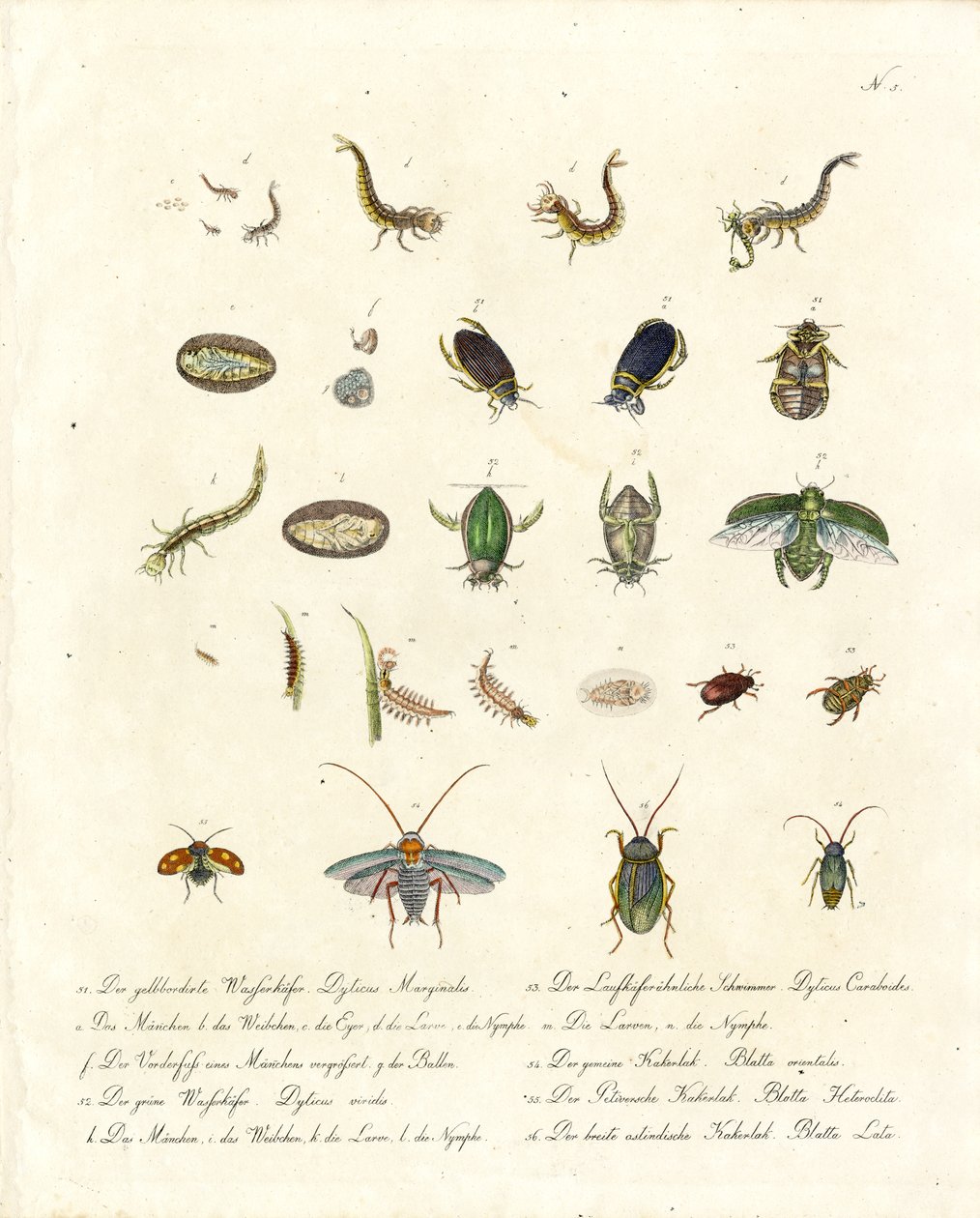 Water Beetles and Various Insect Developmental Stages by Karl Joseph Brodtmann
