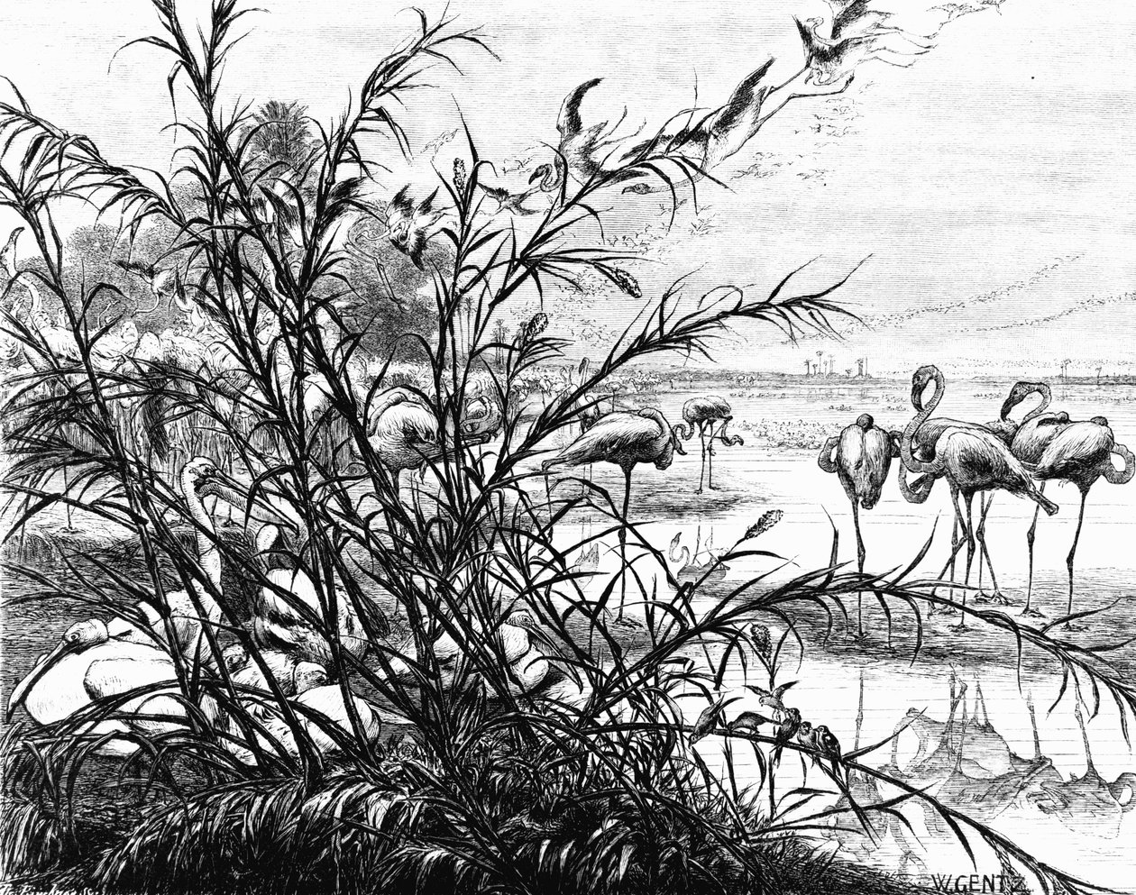 A Parliament of Birds on the Lake Menaleh by Karl Wilhelm Gentz