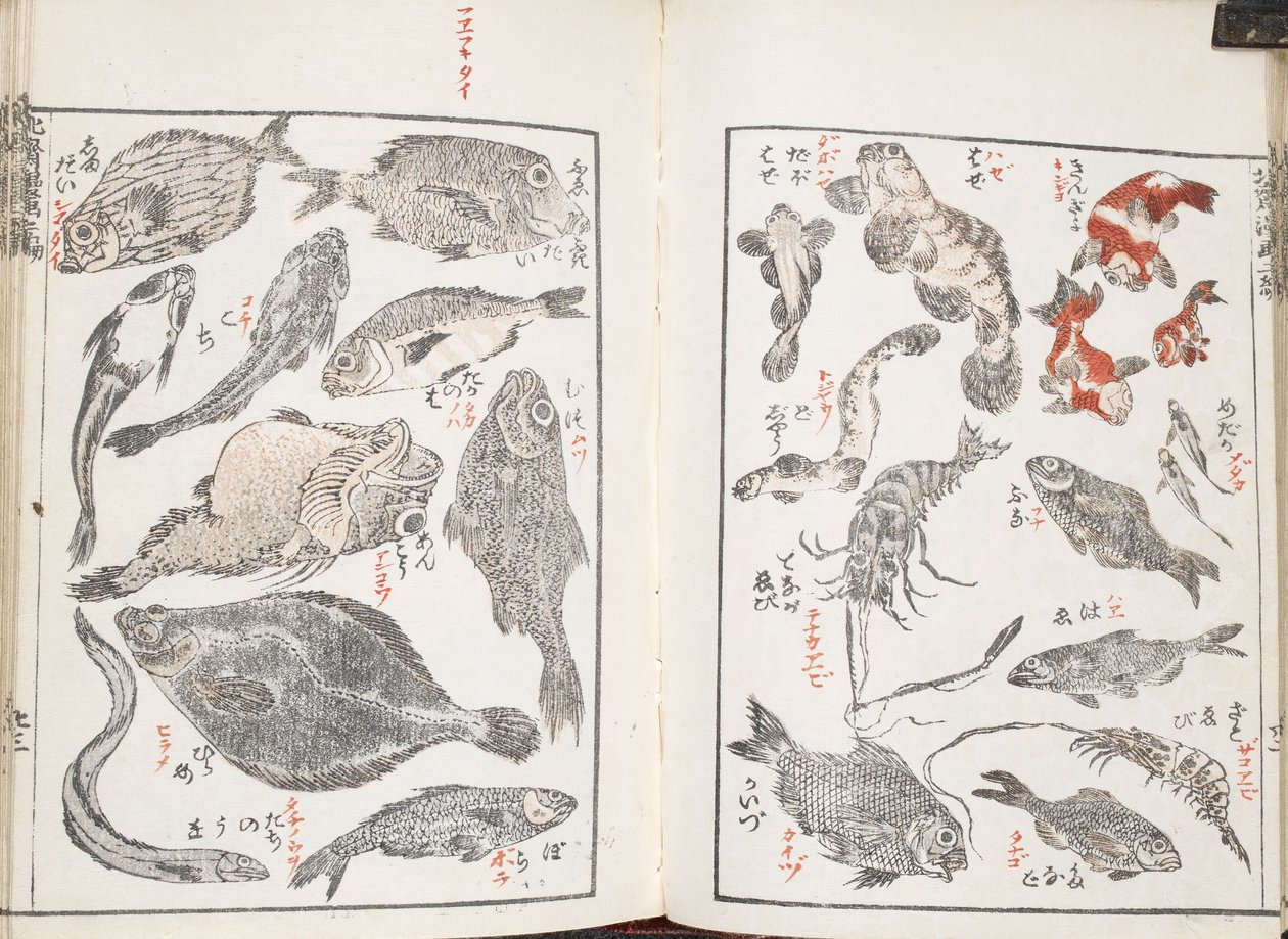 Fish and sea creatures by Katsushika Hokusai