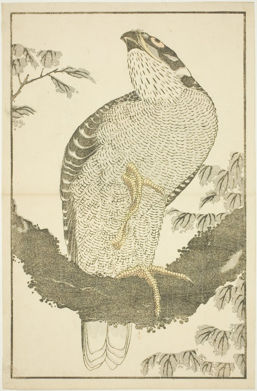 Hawk, from The Picture Book of Realistic Paintings of Hokusai by Katsushika Hokusai