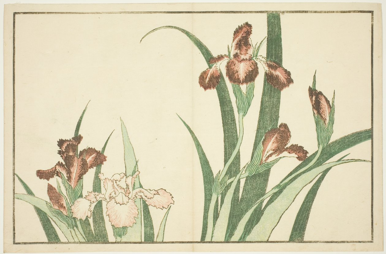 Iris, from The Picture Book of Realistic Paintings of Hokusai by Katsushika Hokusai