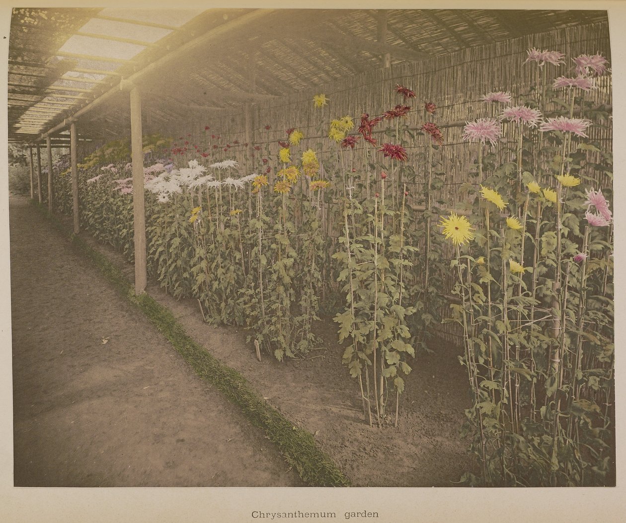Chrysanthemum Garden by Kazumasa Ogawa
