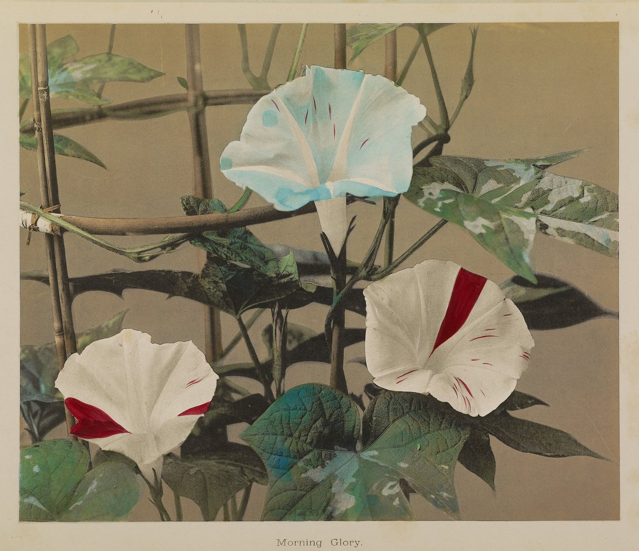 Morning Glory by Kazumasa Ogawa