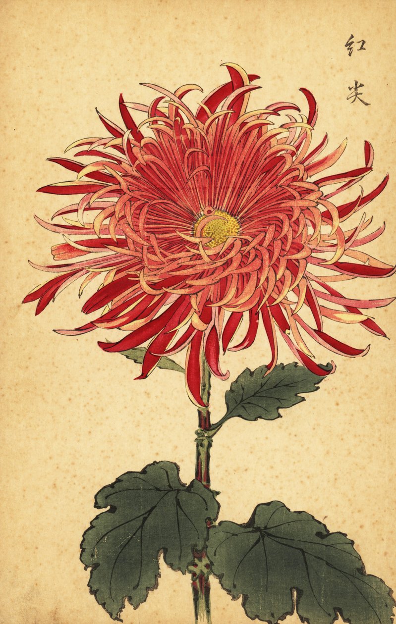 Hybrid pink and crimson chrysanthemum, 1893 by Keika Hasegawa