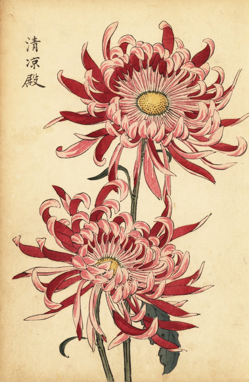 Hybrid Variegated Pink and Scarlet Spider Chrysanthemum (engraving) by Keika Hasegawa