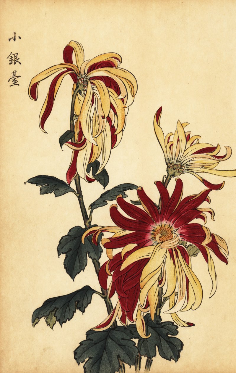 Hybrid Yellow and Crimson Chrysanthemum (engraving) by Keika Hasegawa
