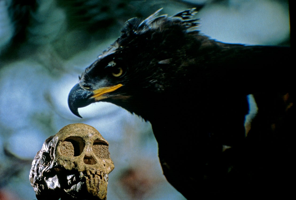 2.5 million years old, The Taung child skull with the image of a modern African crowned eagle by Kenneth Garrett