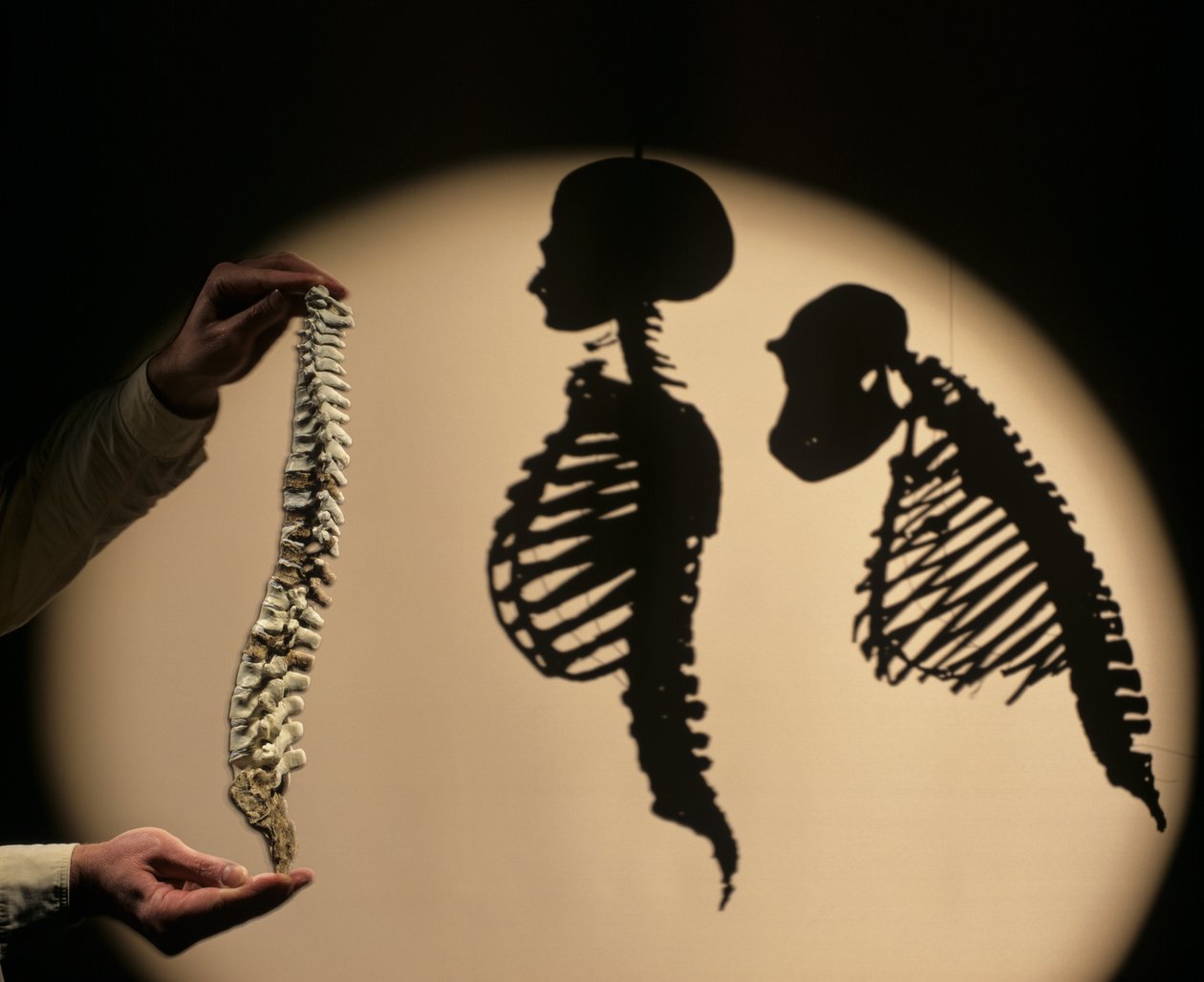 DOH, The First Steps, Spine reconstruction, Bruce Latimer, Cleveland Museum of Natural History by Kenneth Garrett