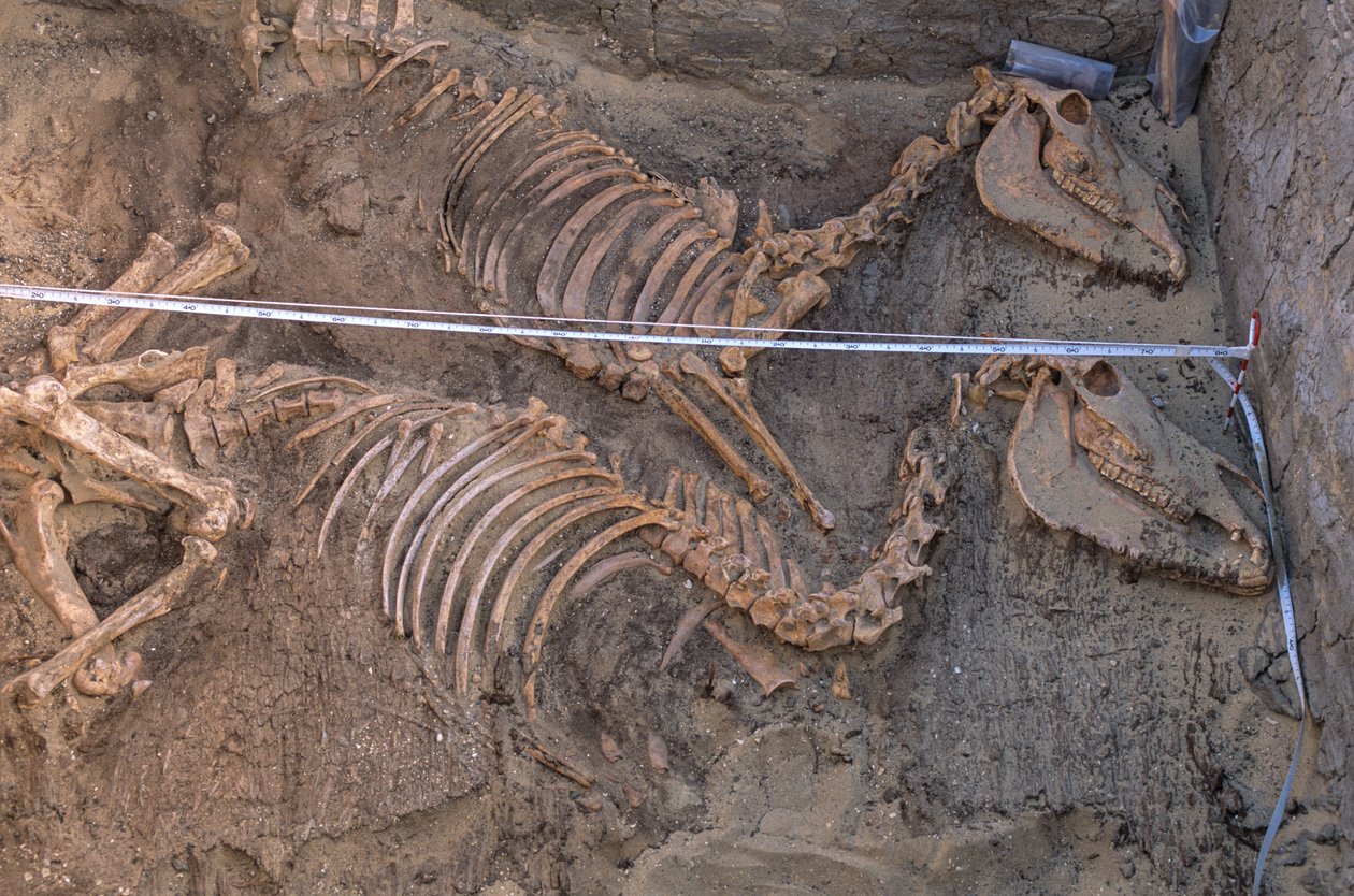 Excavation of the remains of ten donkeys next to a royal burial enclosure, Abydos, 2005 by Kenneth Garrett