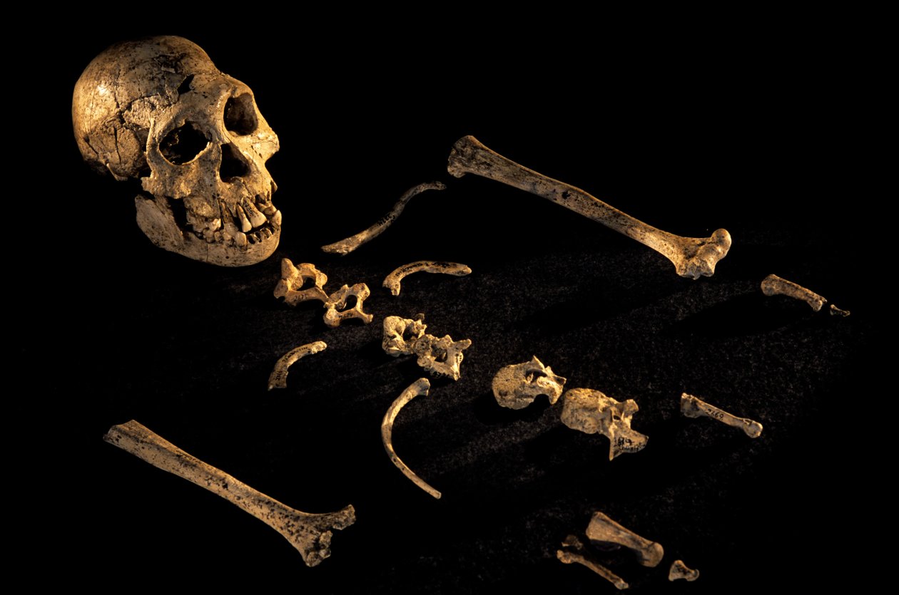 Four Foot Seven Inch Tall Composite Skeleton from Individuals Found at Dmanisi, 2008 by Kenneth Garrett
