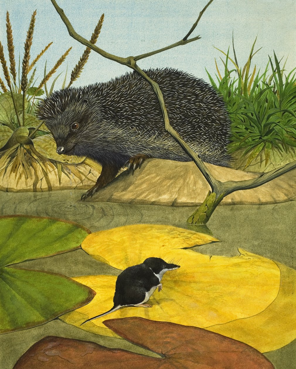 Water Shrew and Hedgehog by Kenneth Lilly