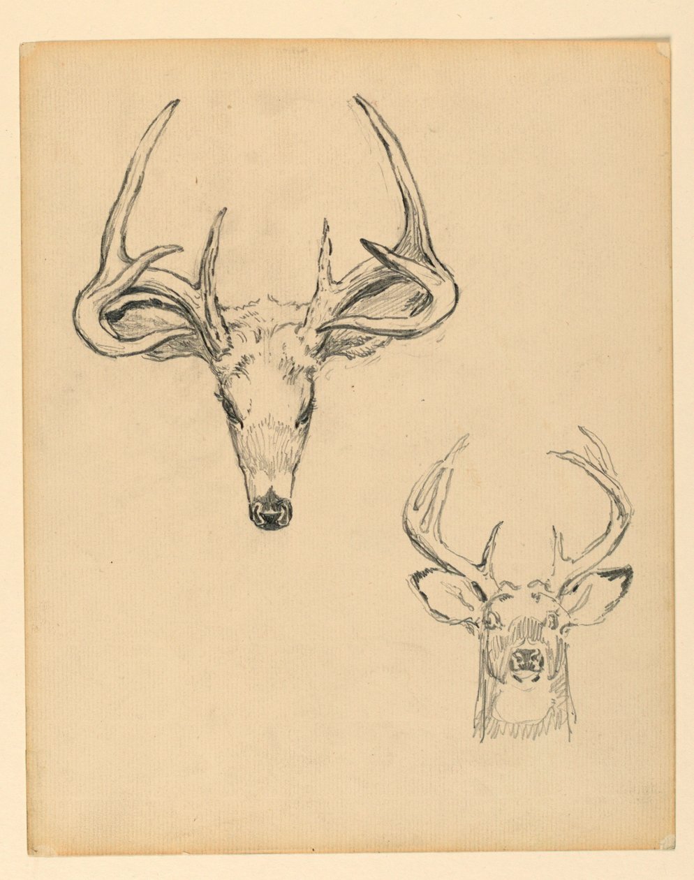 Study of Stag Head by Kenyon Cox