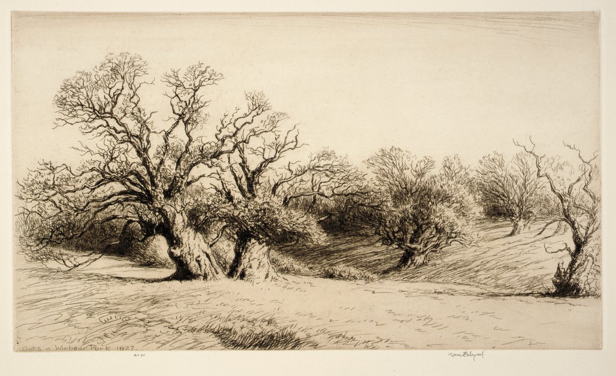 Oaks in Windsor Park by Kerr Eby