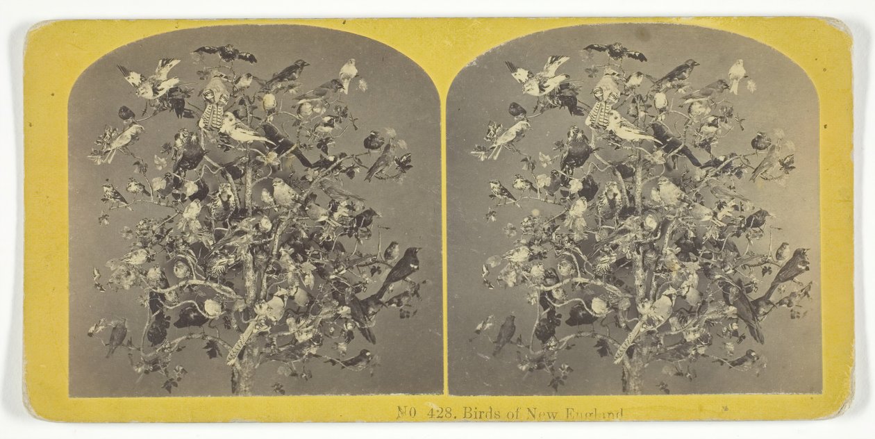 Birds of New England, 1855-75 by Kilburn Brothers, BW Kilburn
