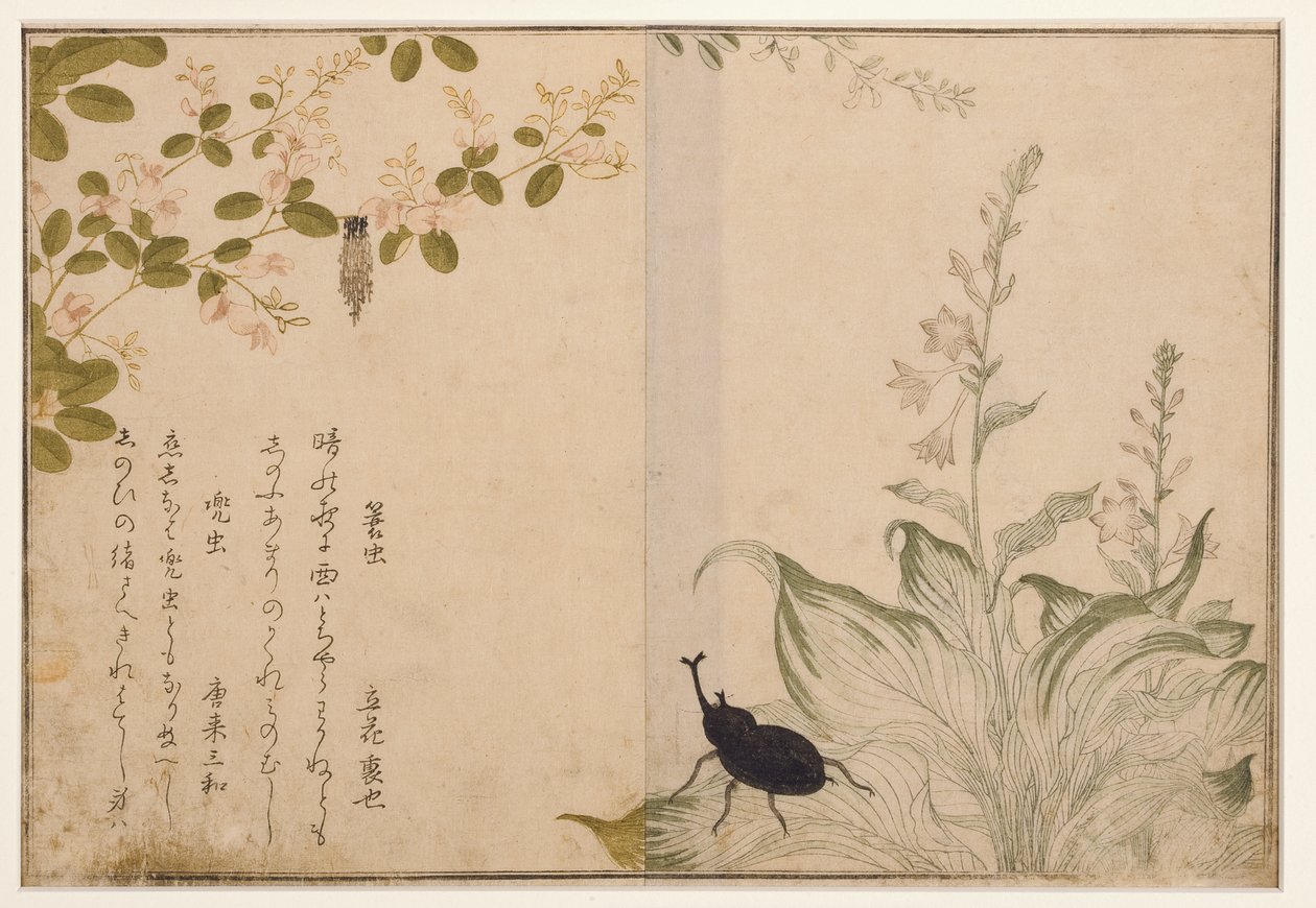 Basket worm and helmet beetle, 1788 by Kitagawa Utamaro