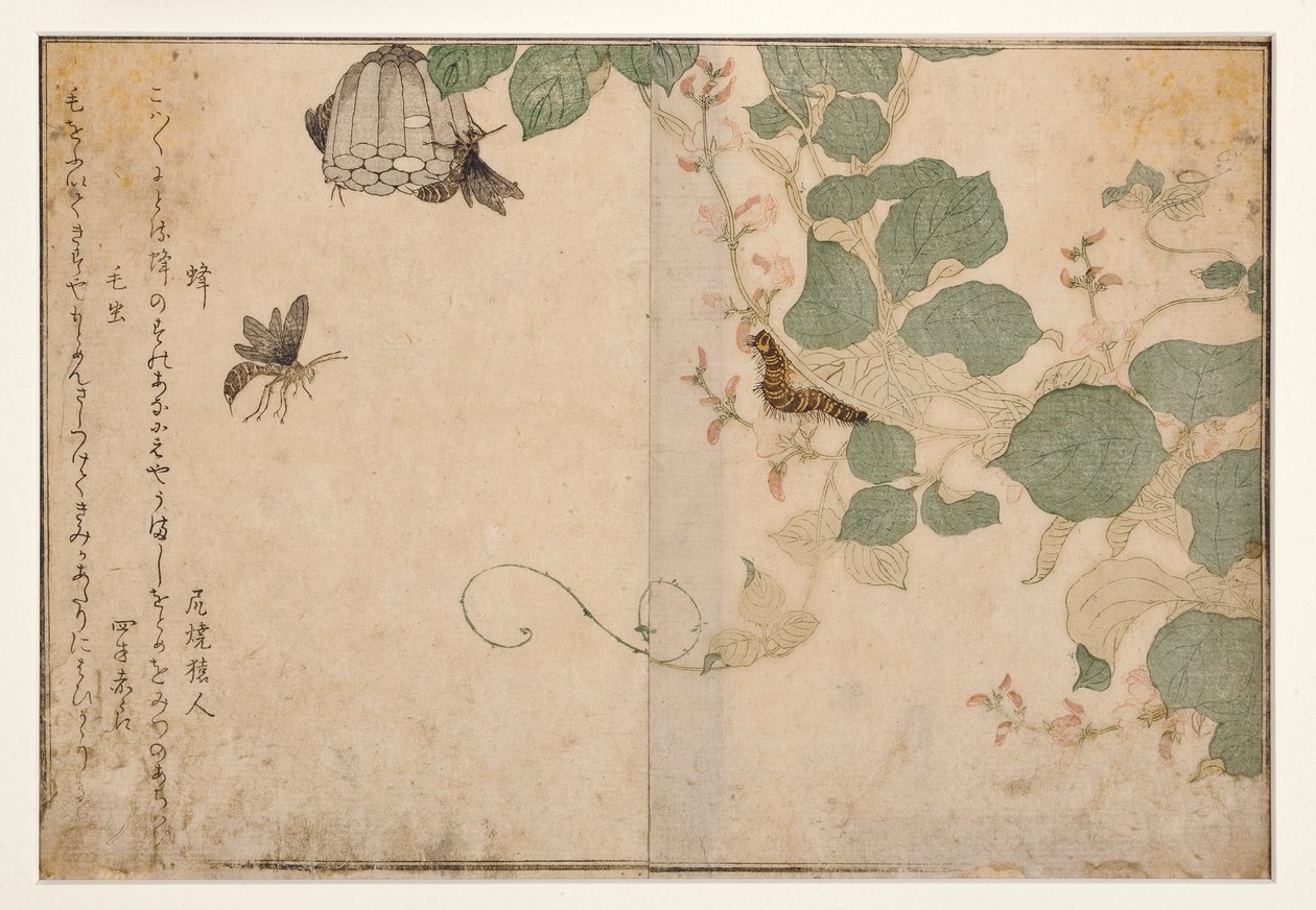 Wasps and hairy caterpillar, 1788 by Kitagawa Utamaro