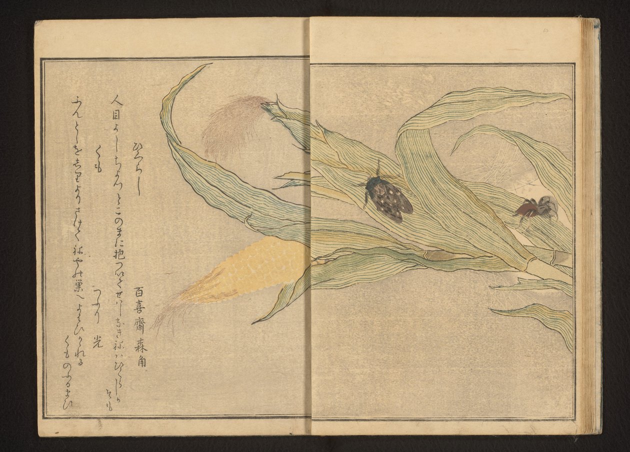 Cicada and Spider on Corn by Kitagawa Utamaro