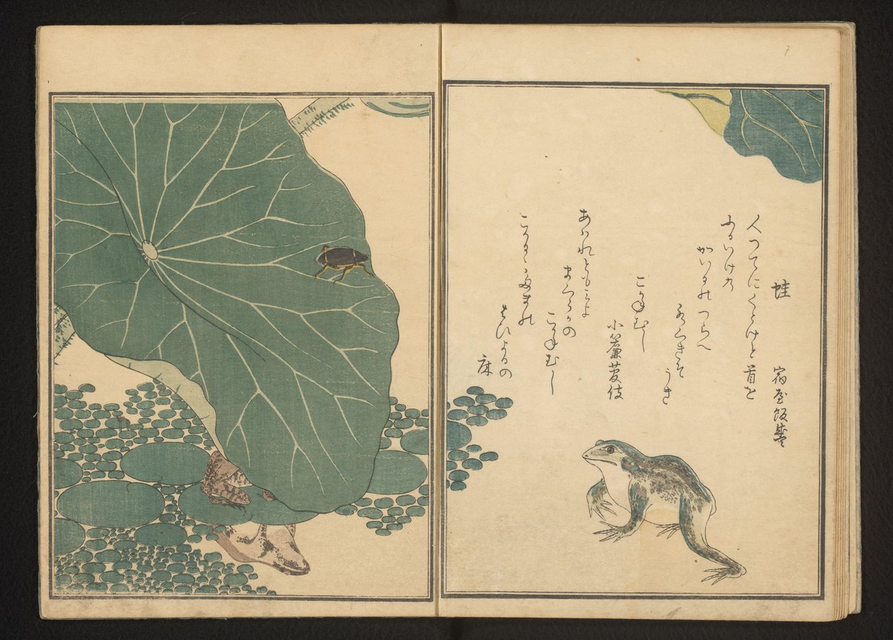 Frogs and Gold Bug Near Lotus by Kitagawa Utamaro