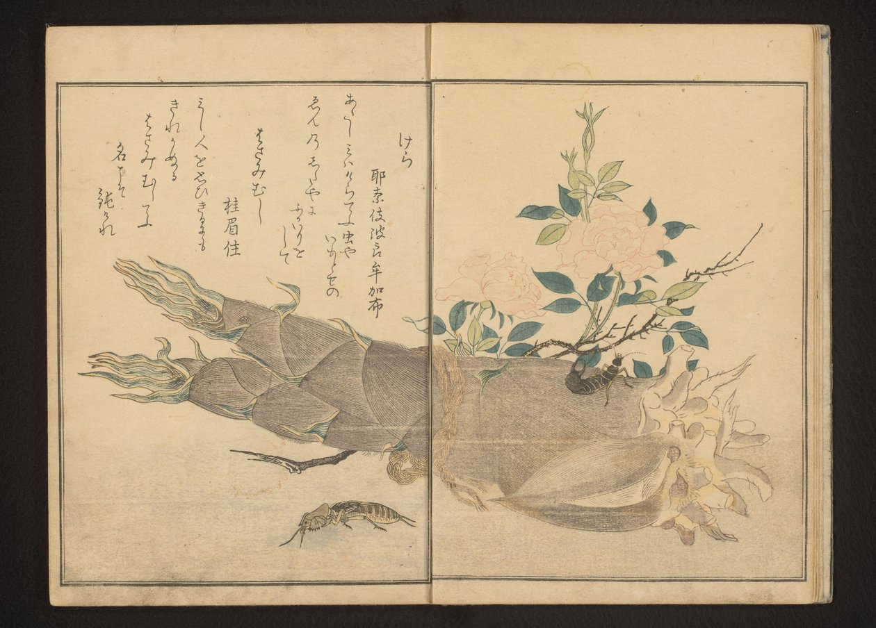 Mole Cricket and Earwig on Bamboo Shoot by Kitagawa Utamaro