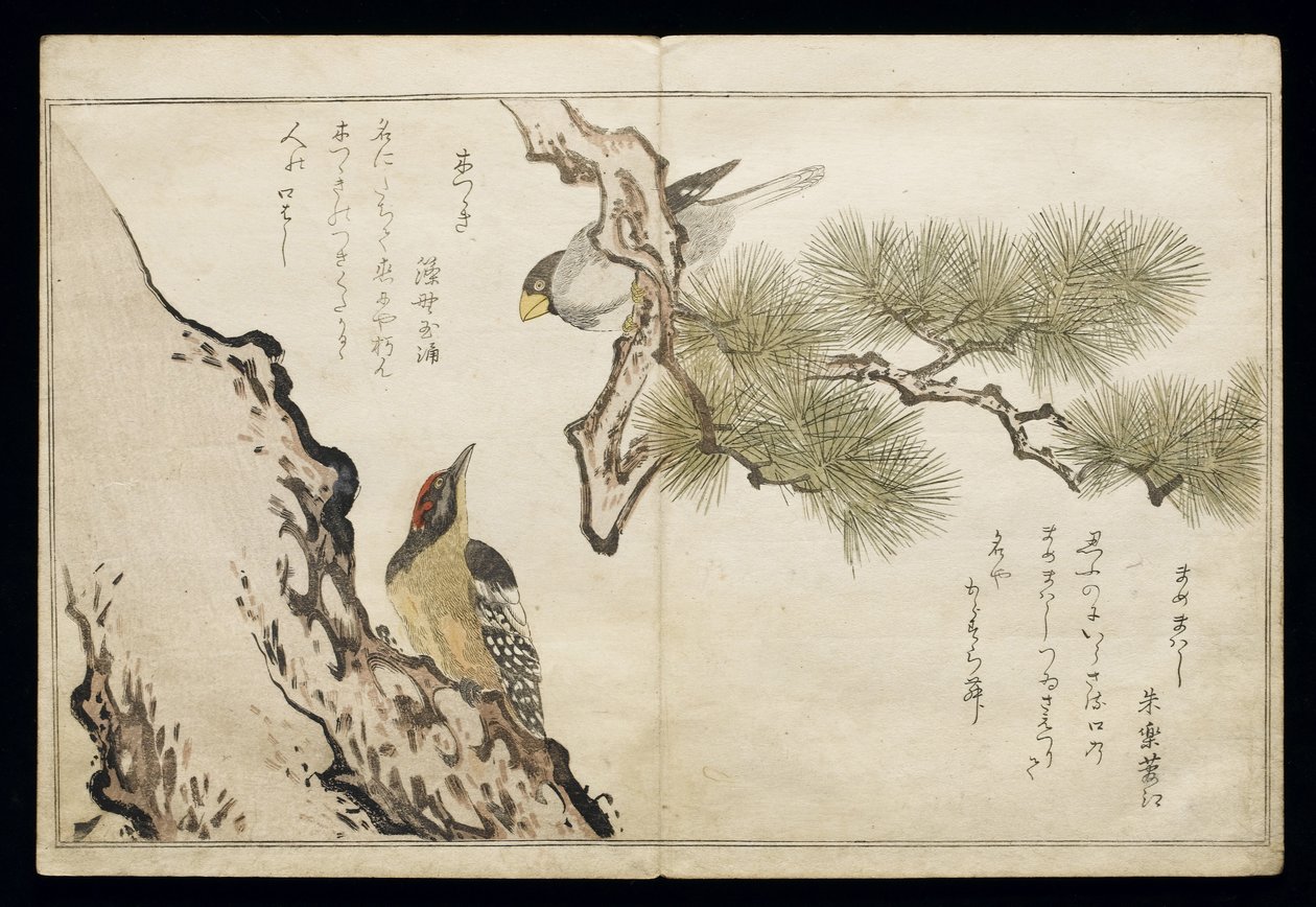 Hawfinch and a Woodpecker, from an album 