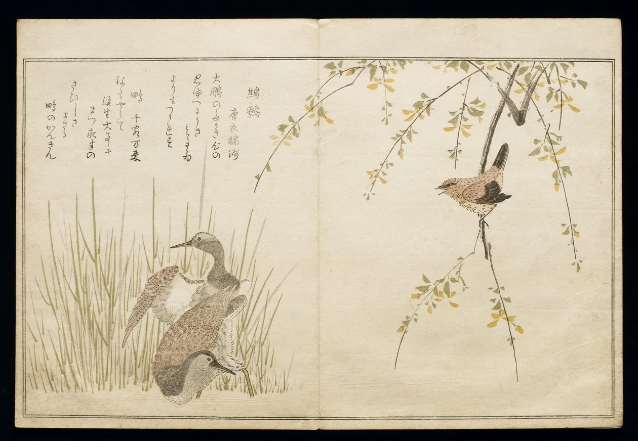 Wren and a Pair of Snipe, from an Album 