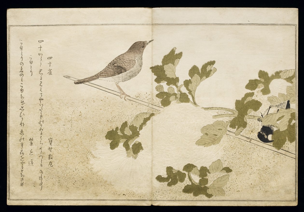 Manchurian Great Tit and a Robin (from an album 