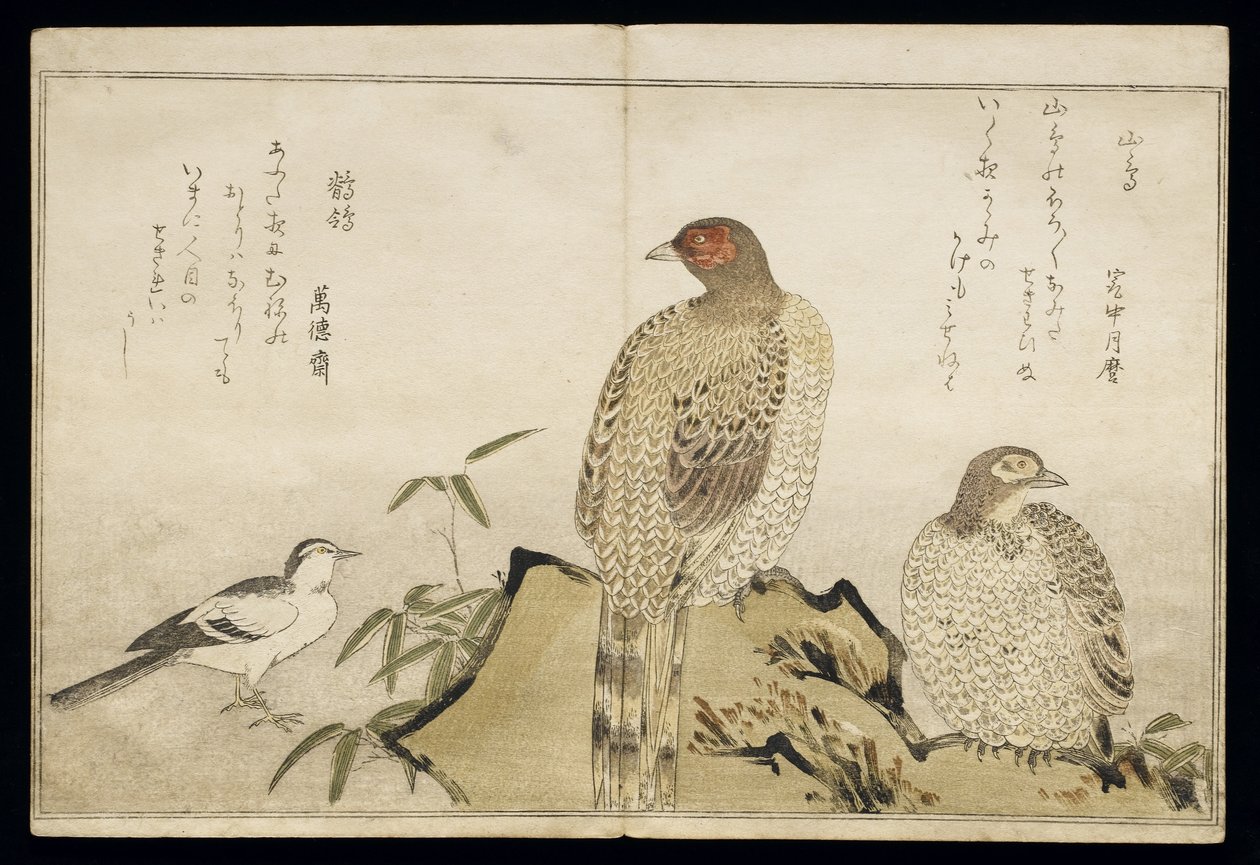 Two Copper Pheasants and a Wagtail, from an Album 