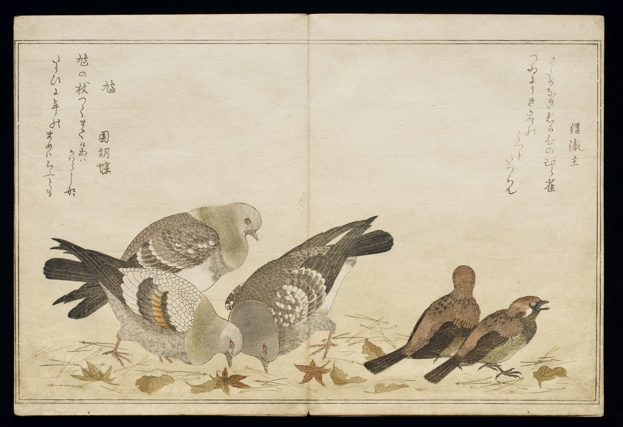 Three Pigeons and Two Finches, from an Album 