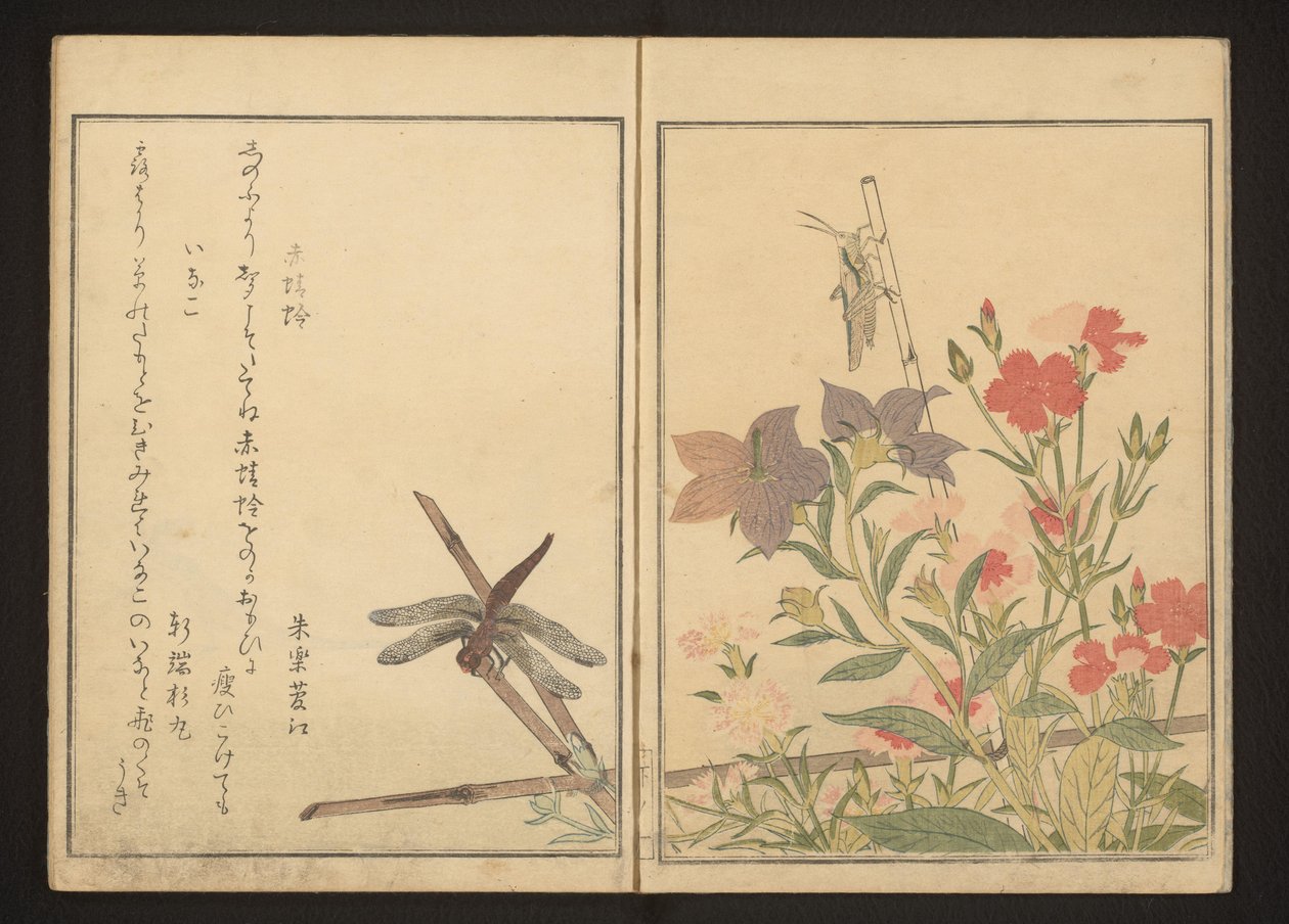 Red Dragonfly and Locust by Pinks by Kitagawa Utamaro