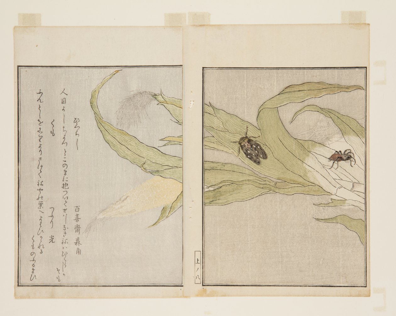 Spider and Evening Cicada by Kitagawa Utamaro