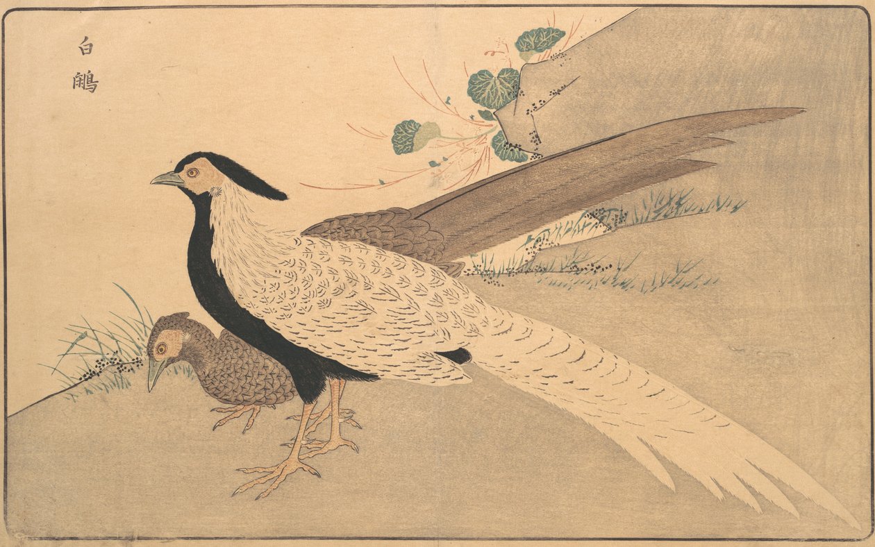 Bai xian by Kitao Masayoshi
