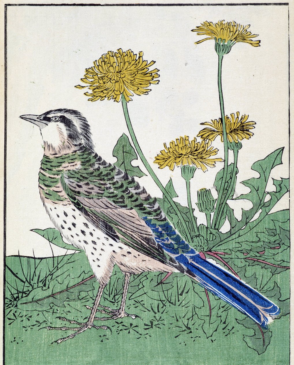 Bird. Japanese Drawing by Kitao Kosuisai by Kitao Shigemasa