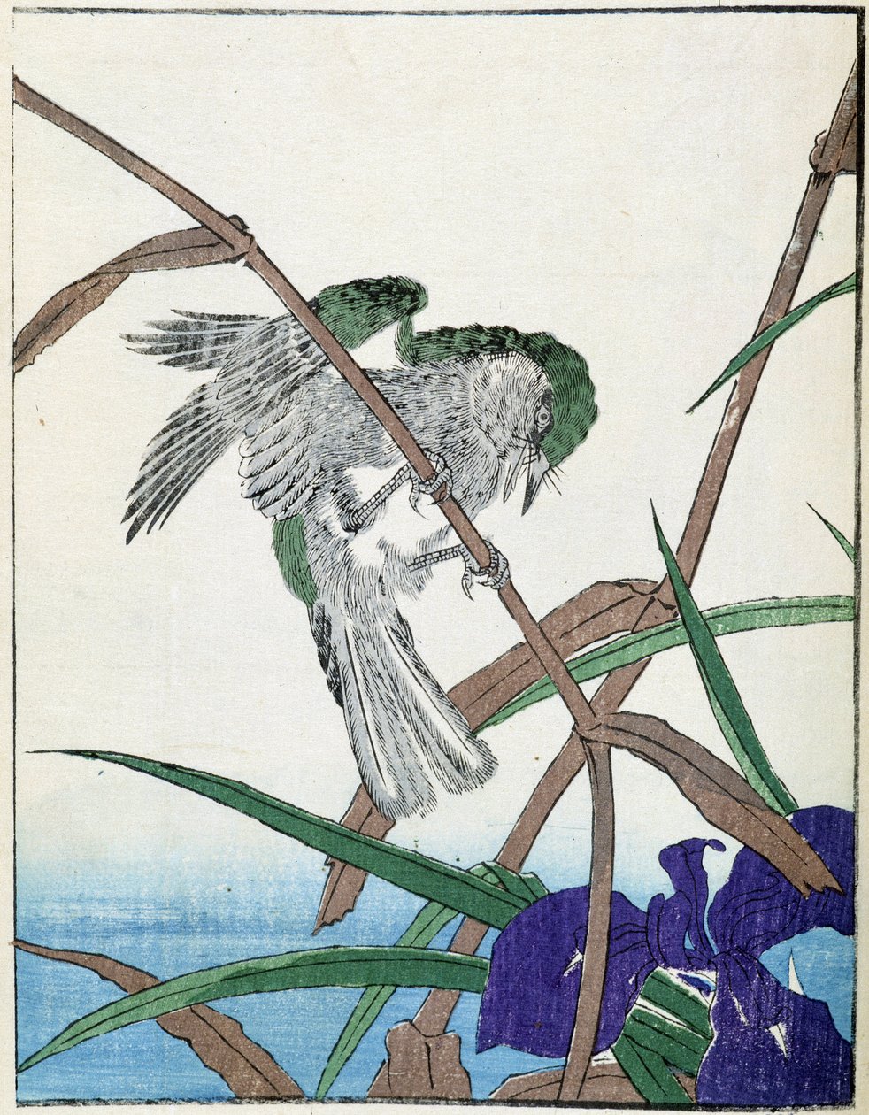 Bird on a Tree. Japanese Drawing by Kitao Kosuisai by Kitao Shigemasa