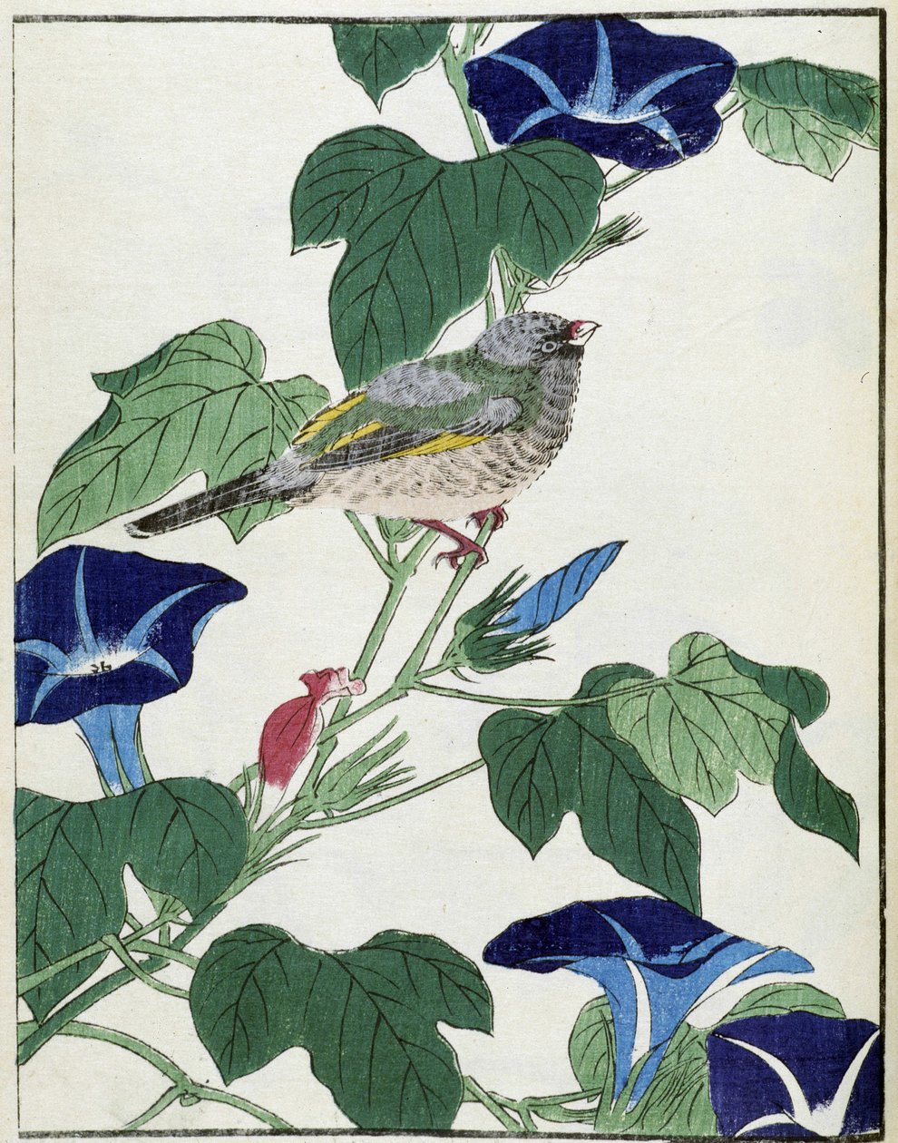 Bird on a tree. Japanese drawing by Kitao Kosuisai by Kitao Shigemasa