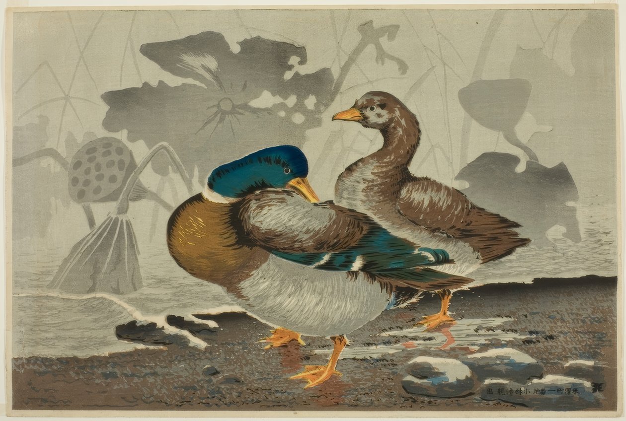 A Pair of Ducks at a Lotus Pond by Kiyochika Kobayashi