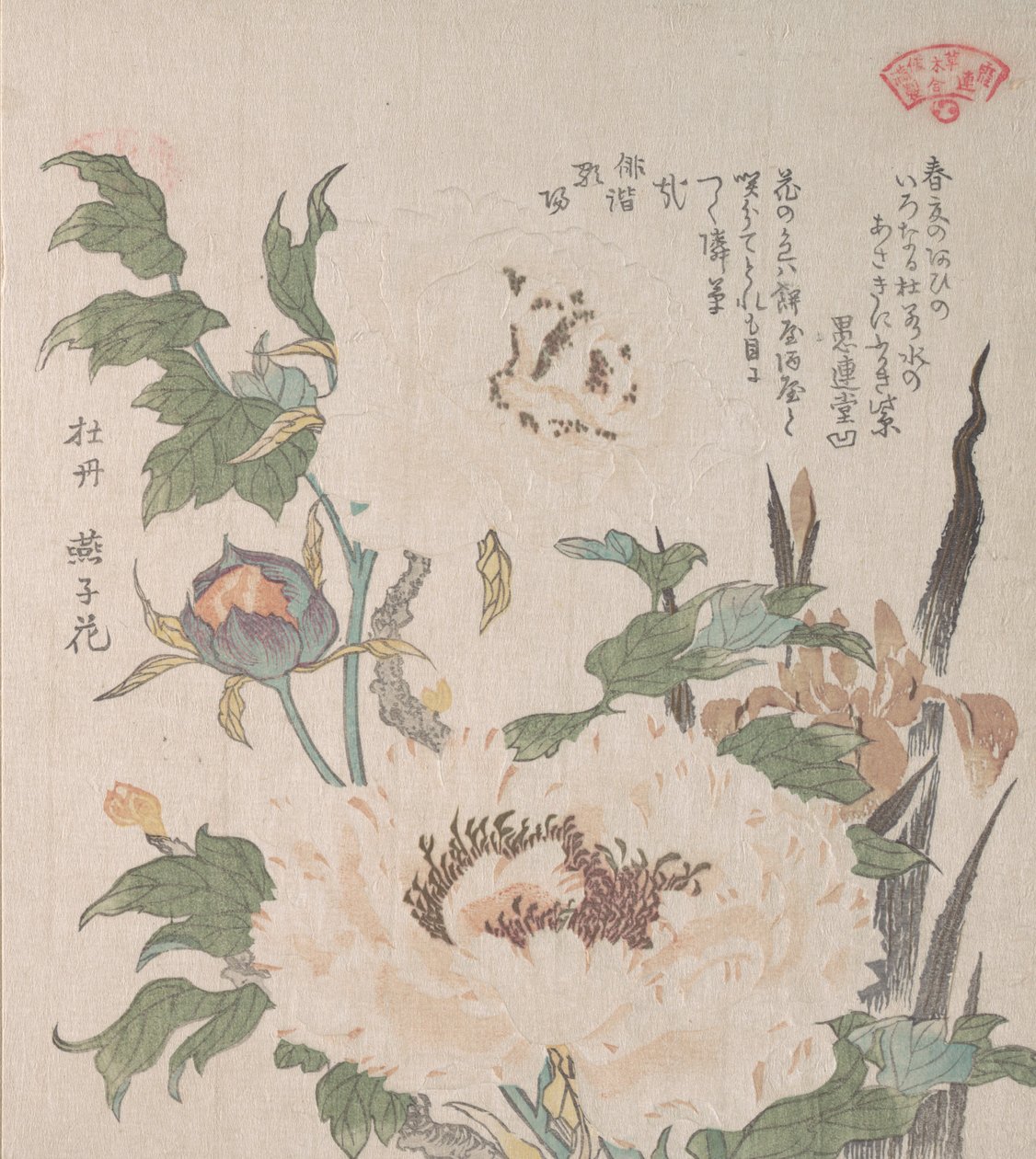 Peonies and Iris by Kubo Shunman