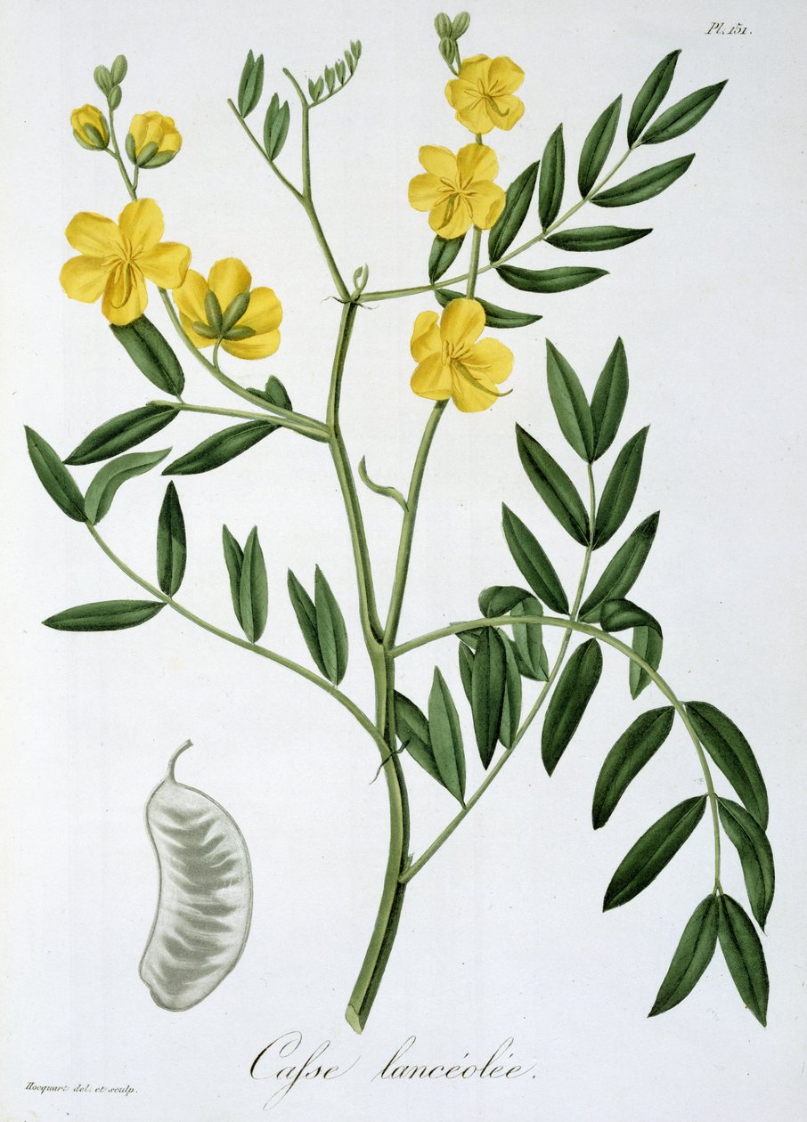 Cassia from 