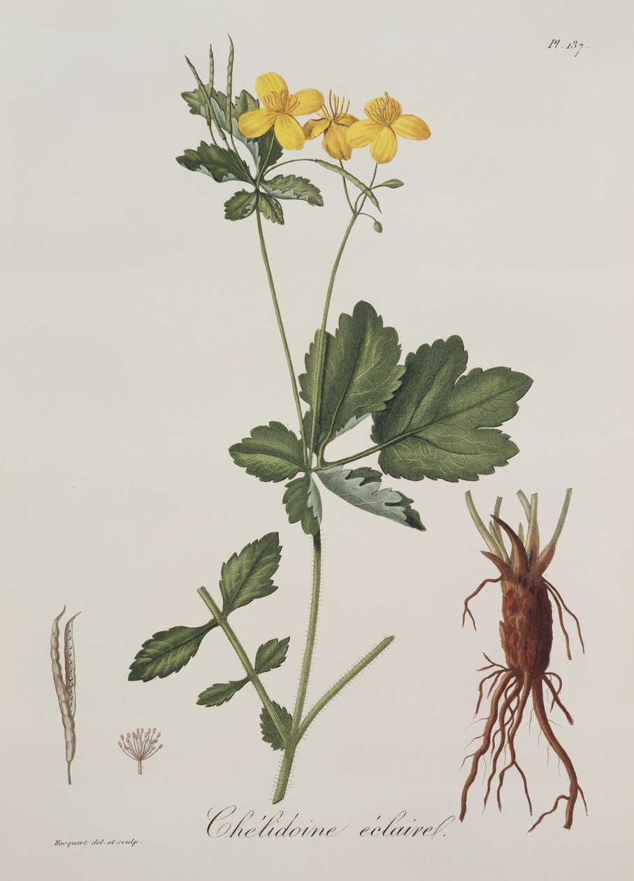 Celidonium Majus from Phytographie Medicale by Joseph Roques, published in 1821 by L.F.J. Hoquart