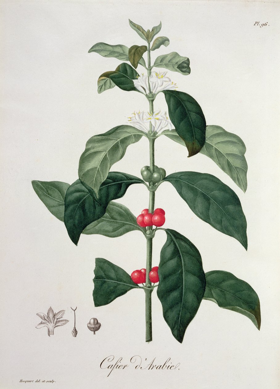 Coffea Arabica from 