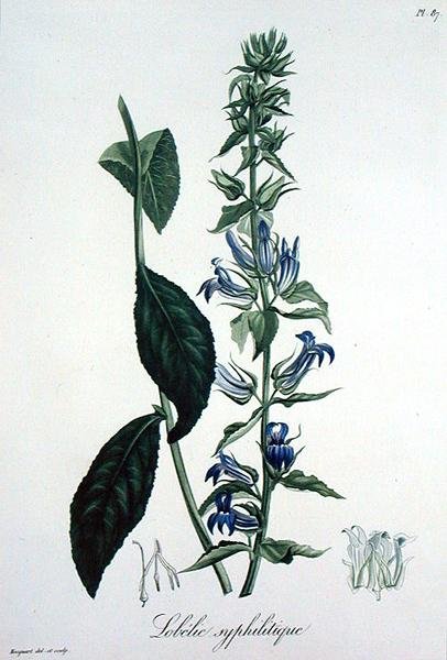 Lobelia Siphilitica from 